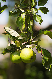 夏天苹果在苹果树上采摘农村树叶收成圆形叶子花园绿色食物国家水果图片