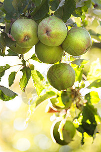 夏天苹果在苹果树上采摘国家圆形叶子树叶农业果园收成生长农村生态图片