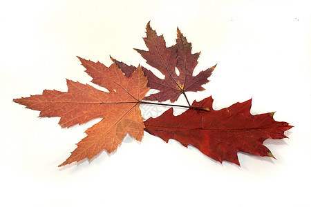 秋叶枫树乔木橡木坡度叶子叶形叶脉衰变颜色落叶图片