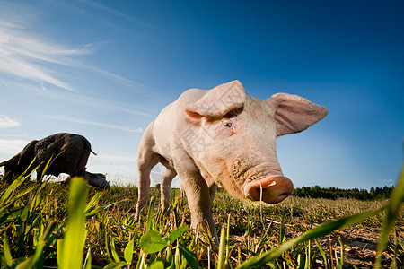 孤猪尾巴小猪鼻子耳朵家畜运动动物食物好奇心场景图片