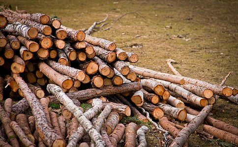 日志贮存林业生态生长软木活力乡村建造木材记录图片