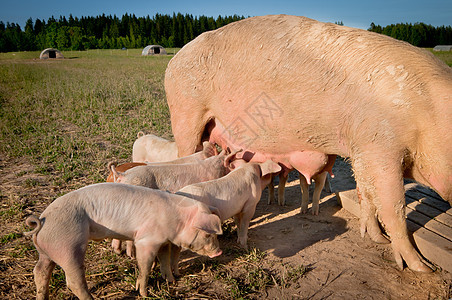 进食食物吮吸竞赛生长猪肉生活胸部斗争哺乳动物小猪图片