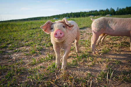 可爱猪猪小猪鼻子哺乳动物蓝色猪肉农场家畜丝带荒野婴儿图片