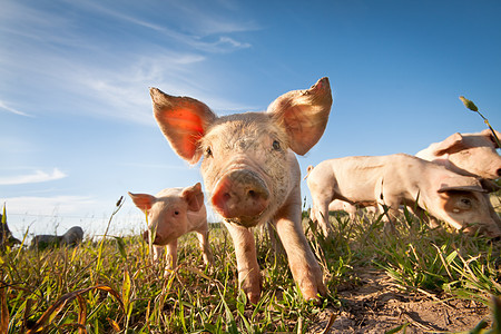 小猪场地母猪哺乳动物鼻子草地耳朵好奇心家庭谷仓家畜图片
