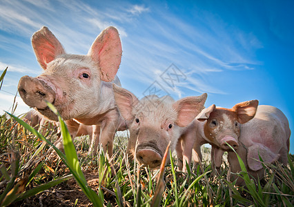 可爱猪猪猪肉家畜鼻子哺乳动物动物婴儿农场家庭好奇心谷仓图片
