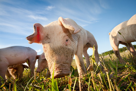 黄猪小猪好奇心动物鼻子家畜蓝色食物农场天空谷仓图片
