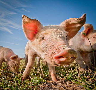 猪养猪场上的猪小猪蓝色婴儿耳朵草地动物青年鼻子哺乳动物家畜图片