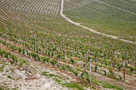巴尔贝拉葡萄园     意大利生长植被收成场地酒厂栽培葡萄园农场水果农业图片