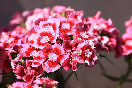 甜美的威廉团体薰衣草植物园艺花朵花束花园叶子紫色石竹图片