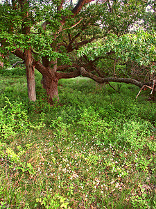 威斯康星州植被杂草橡木荒野环境土地旅行绿色树木爬坡图片
