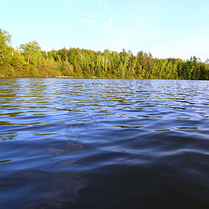 Sweeney湖威斯康星州植物群荒野理发师栖息地植被图片