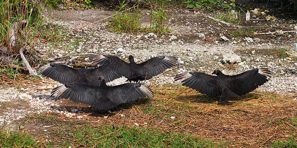 黑秃鹫国家小鸟沼泽地动物群沼泽环境生物学湿地涉水死亡图片