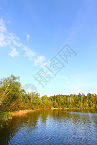 Sweeney湖威斯康星州植物群栖息地植被荒野理发师图片