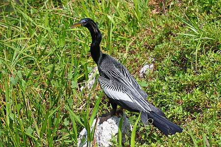 长江中的安欣嘉公园植物沼泽荒野湿地生活国家野生动物生物学小鸟图片