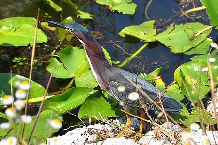 Green Heron丁二烯苯甲醚动物群环境野生动物沼泽地涉水绿鹭植被荒野生物学水禽图片