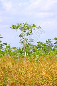 长江中的红树林植物群国家场景地球植物湿地生物学季节栖息地环境图片