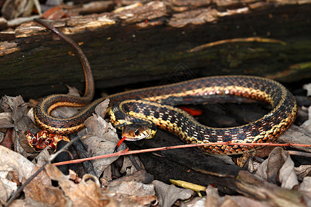 Garter 蛇泰姆诺斐斯沙蚕惊吓爬虫生活生态荒野疱疹舌头野生动物生物学图片