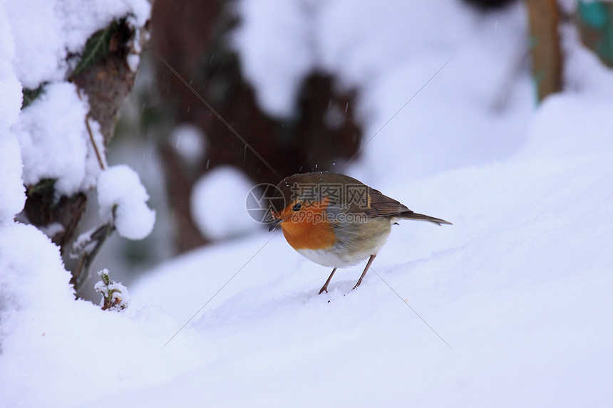 下雪时的蟑螂冻结季节橙子红胸胸部羽毛降雪风疹画眉农村图片