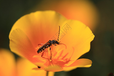 林瑙斯花瓣甲虫亚麻天线昆虫学花粉长角牛螨虫宏观生态图片