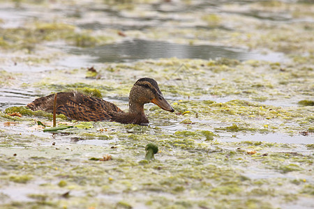 年轻的野鸭女 鸭杖鸭子尾巴甘蔗公园动物游泳池塘反射季节羽毛图片