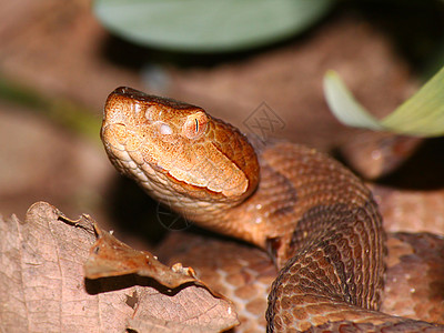 铜头蛇瞳孔蝮蛇公园惊吓滴漏致命动物毒蛇爬虫宏观图片