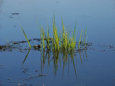 水生植被  伊利诺伊州植物学森林反射杂草湿地场景生长黑鹰荒野公园图片