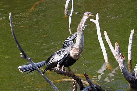 长江中的安欣嘉生活小鸟波峰绿地沼泽地公园湿地沼泽动物植被图片