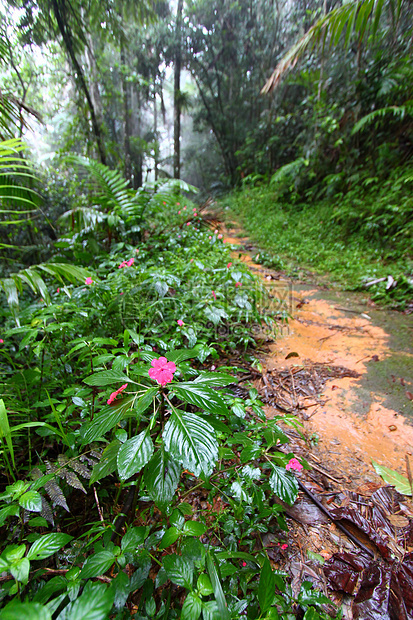 雨林之路波多黎各资源领土踪迹森林热带植被栖息地生态里科植物图片