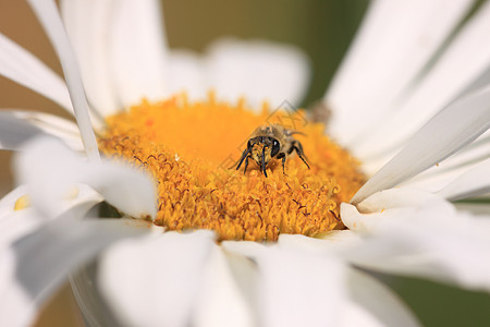 蜜蜂 阿比迪亚 阿贝耶宏观植物昆虫花瓣翅膀金子工人蜂蜜照片漏洞图片