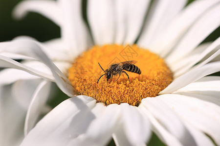 蜜蜂 阿比迪亚 阿贝耶翅膀花瓣花蜜花园花粉照片宏观工人甲虫漏洞图片