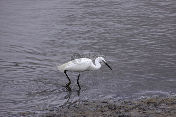 小白鹭野生动物滨鸟钓鱼水禽湿地海鸟环境移民荒野图片