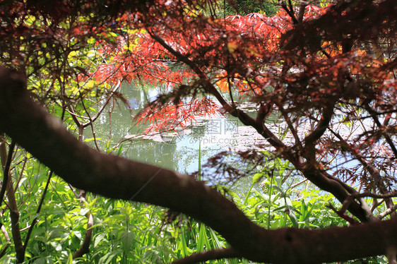 乐园中的河流植物池塘场景小路溪流叶子花园季节公园石头图片