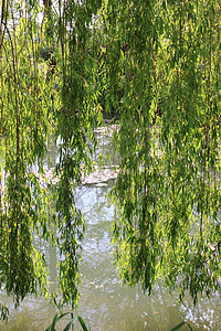 乐园中的河流花园季节石头森林旅行叶子小路池塘溪流植物图片