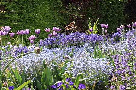 春天的花园晴天公园花瓣蓝色农村花朵院子植物群植物草地图片