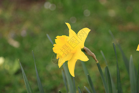 水仙 自恋 jonquille Narcisse植物群花朵水仙花橙子花瓣蓝色场景花园天空季节图片