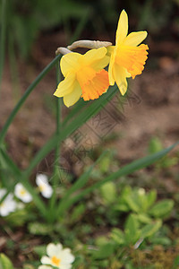 水仙 自恋 jonquille Narcisse场景宏观季节蓝色植物群花瓣美丽花朵公园植物学图片