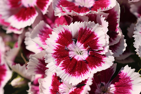 甜美的威廉石竹花朵紫色植物团体园艺生长宏观花瓣花束图片