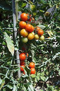熟熟西红番茄圆形花园收成蔬菜生长食物农场水果红色绿色图片