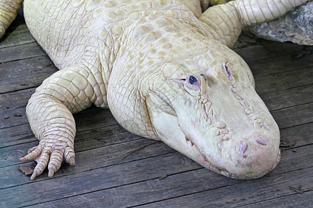 白色短鳄野生动物动物园牙齿荒野危险木头动物食肉微笑爬虫图片