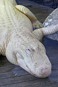 白色短鳄木头牙齿动物食肉危险微笑荒野爬虫动物园野生动物图片