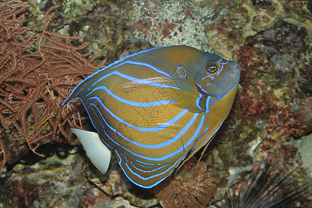 热带热带鱼类钓鱼情调海洋生活水族馆异国盐水珊瑚野生动物潜水图片