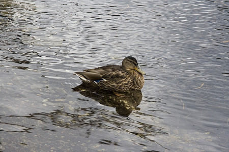 鸭子在湖上池塘波纹家畜白色棕色夫妻羽毛游泳反射天鹅图片