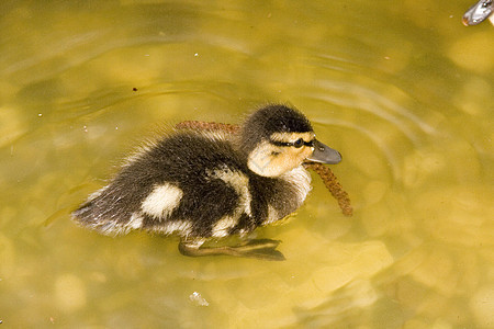 年轻鸭子淡水反射鹅群羽毛游泳公园鸟类池塘荒野天鹅图片