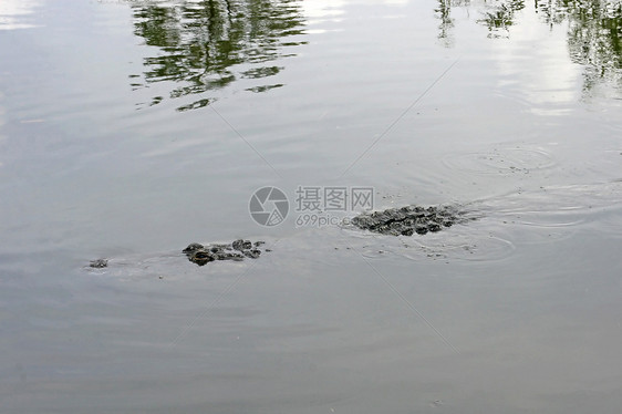 短鳄拖速器危险微笑食肉眼睛动物园动物荒野棕色野生动物爬虫图片