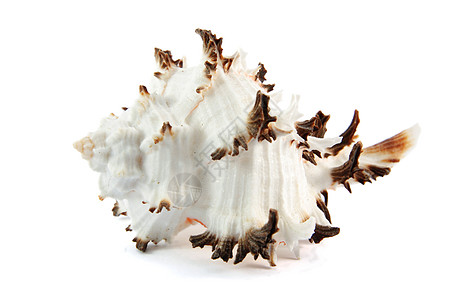 海壳潜水海洋贝类野生动物热带珍珠白色生物学图片