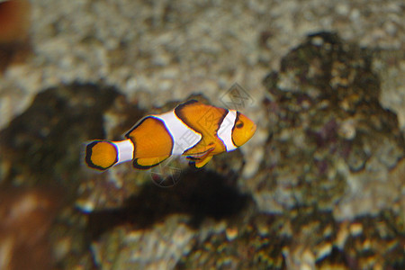 热带热带鱼类荒野海洋钓鱼水族馆异国生活海滨情调盐水珊瑚图片