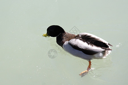 湖边野鸭游泳白色池塘波纹棕色反射羽毛黄色荒野野生动物图片
