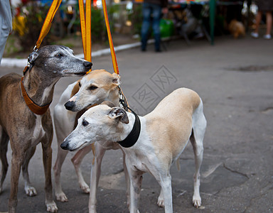 惠偶狗哺乳动物毛皮眼睛动物宠物犬类图片