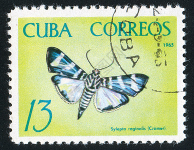 贴印蝴蝶热带古董邮资动物明信片生物学信封历史性邮件邮票图片