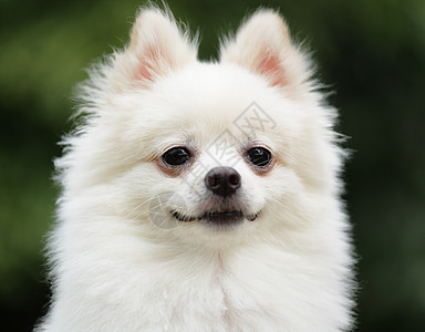 可爱的白人罗马人小狗动物草地宠物季节眼睛朋友快乐微笑幸福图片